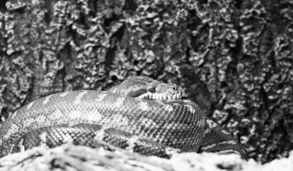 최고의 Python 인터뷰 질문 및 답변