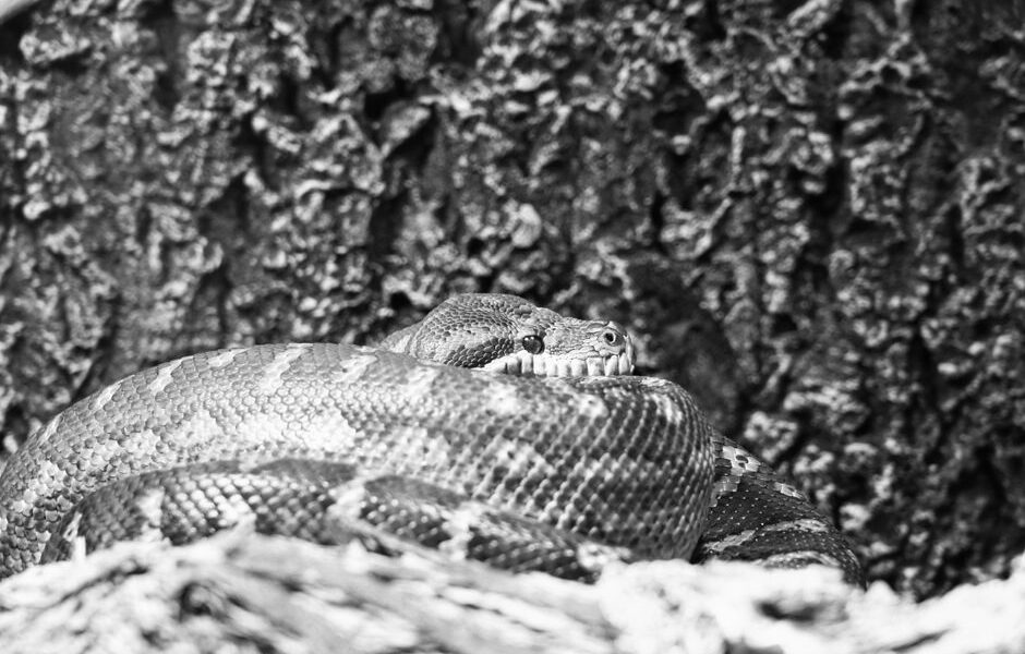 최고의 Python 인터뷰 질문 및 답변